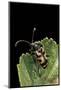 Brachyta Borni (Long-Horned Beetle)-Paul Starosta-Mounted Photographic Print