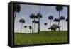 Brachytrachelopan Walking across a Grassy Field-null-Framed Stretched Canvas