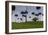 Brachytrachelopan Walking across a Grassy Field-null-Framed Art Print