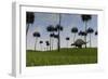 Brachytrachelopan Walking across a Grassy Field-null-Framed Art Print