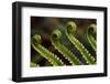 Bracken Fern Fronds-W. Perry Conway-Framed Photographic Print
