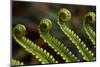 Bracken Fern Fronds-W. Perry Conway-Mounted Photographic Print