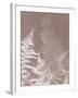 Bracken in Grey-Sarah Cheyne-Framed Giclee Print