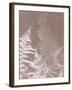 Bracken in Grey-Sarah Cheyne-Framed Giclee Print