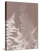 Bracken in Grey-Sarah Cheyne-Stretched Canvas