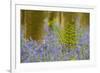 Bracken (Pteridium Aquilinum) Amongst Bluebells (Hyacinthoides - Endymion Non-Scriptum) Belgium-Biancarelli-Framed Photographic Print