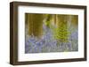 Bracken (Pteridium Aquilinum) Amongst Bluebells (Hyacinthoides - Endymion Non-Scriptum) Belgium-Biancarelli-Framed Photographic Print