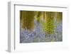 Bracken (Pteridium Aquilinum) Amongst Bluebells (Hyacinthoides - Endymion Non-Scriptum) Belgium-Biancarelli-Framed Photographic Print