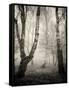 Bracken Woods II-Craig Roberts-Framed Stretched Canvas