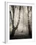 Bracken Woods II-Craig Roberts-Framed Photographic Print