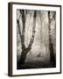 Bracken Woods II-Craig Roberts-Framed Photographic Print