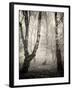 Bracken Woods II-Craig Roberts-Framed Photographic Print