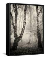 Bracken Woods II-Craig Roberts-Framed Stretched Canvas