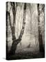 Bracken Woods II-Craig Roberts-Stretched Canvas