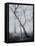 Bracken Woods-Craig Roberts-Framed Stretched Canvas