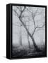 Bracken Woods-Craig Roberts-Framed Stretched Canvas