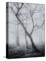 Bracken Woods-Craig Roberts-Stretched Canvas