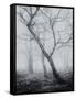 Bracken Woods-Craig Roberts-Framed Stretched Canvas