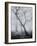 Bracken Woods-Craig Roberts-Framed Giclee Print