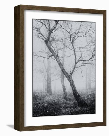 Bracken Woods-Craig Roberts-Framed Giclee Print