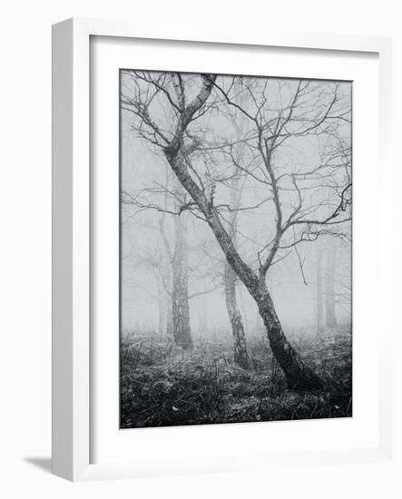 Bracken Woods-Craig Roberts-Framed Giclee Print