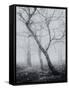 Bracken Woods-Craig Roberts-Framed Stretched Canvas