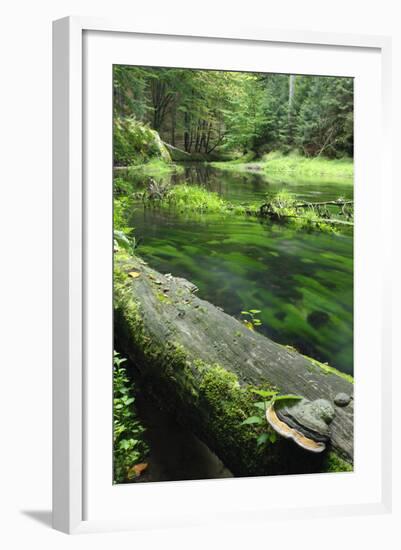 Bracket Fungus (Phellinus Sp) on Fallen Dead Tree Trunk Beside Krinice River, Kyov, Czech Republic-Ruiz-Framed Photographic Print