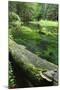 Bracket Fungus (Phellinus Sp) on Fallen Dead Tree Trunk Beside Krinice River, Kyov, Czech Republic-Ruiz-Mounted Photographic Print