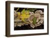 Bracket fungus Trametes versicolor on log in Sechelt, British Columbia-Kristin Piljay-Framed Photographic Print