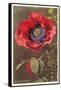 Bracted Poppy-null-Framed Stretched Canvas