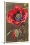 Bracted Poppy-null-Stretched Canvas