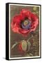 Bracted Poppy-null-Framed Stretched Canvas