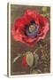 Bracted Poppy-null-Stretched Canvas