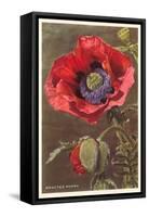 Bracted Poppy-null-Framed Stretched Canvas