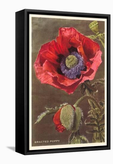 Bracted Poppy-null-Framed Stretched Canvas