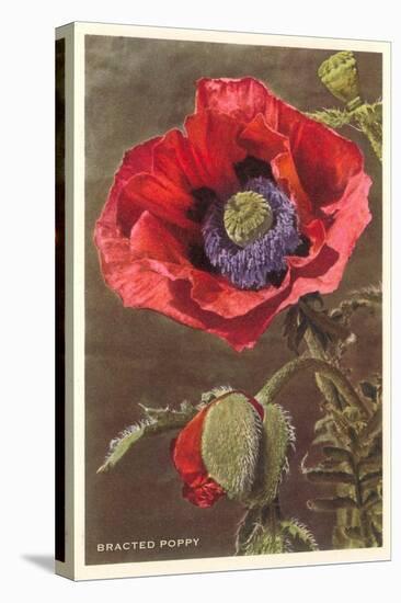 Bracted Poppy-null-Stretched Canvas