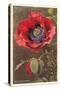 Bracted Poppy-null-Stretched Canvas