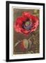 Bracted Poppy-null-Framed Art Print