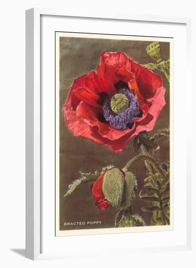 Bracted Poppy-null-Framed Art Print