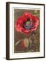 Bracted Poppy-null-Framed Art Print