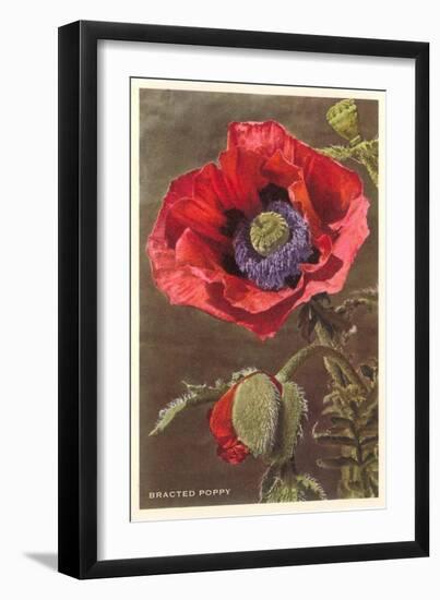 Bracted Poppy-null-Framed Art Print