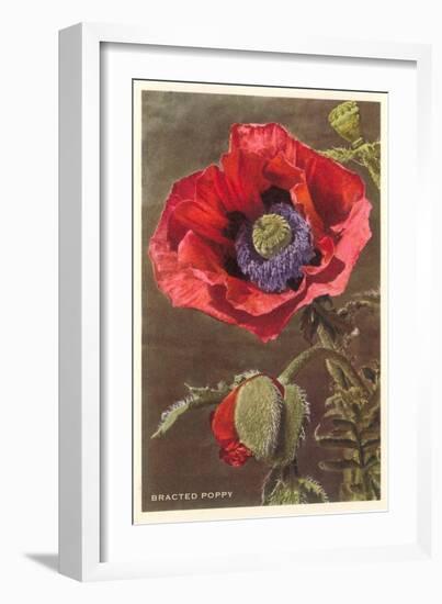 Bracted Poppy-null-Framed Art Print