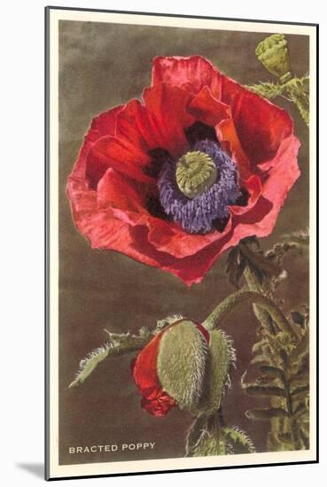 Bracted Poppy-null-Mounted Art Print