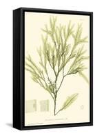 Bradbury Seaweed I-Henry Bradbury-Framed Stretched Canvas