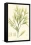 Bradbury Seaweed I-Henry Bradbury-Framed Stretched Canvas