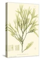 Bradbury Seaweed I-Henry Bradbury-Stretched Canvas