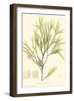 Bradbury Seaweed I-Henry Bradbury-Framed Art Print