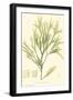 Bradbury Seaweed I-Henry Bradbury-Framed Art Print