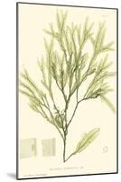 Bradbury Seaweed I-Henry Bradbury-Mounted Art Print