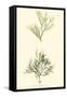Bradbury Seaweed IV-Henry Bradbury-Framed Stretched Canvas